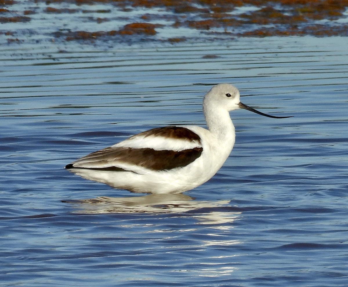 American Avocet - ML625134026