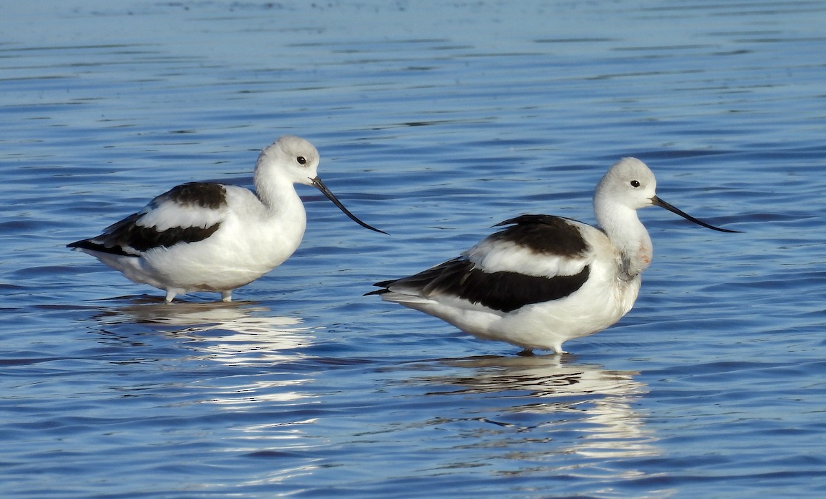 American Avocet - ML625134027