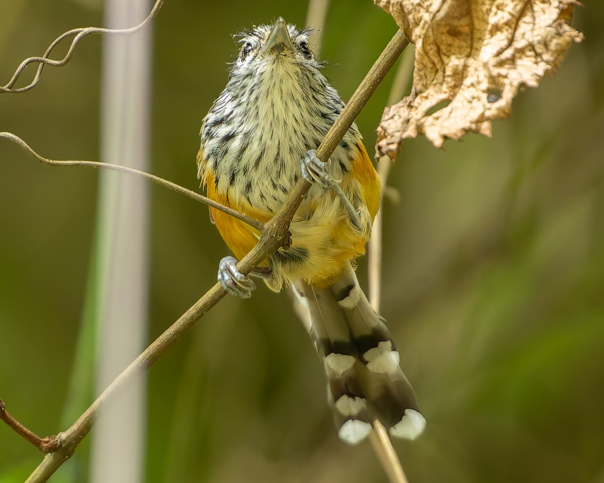 Santa Marta Antbird - ML625134055