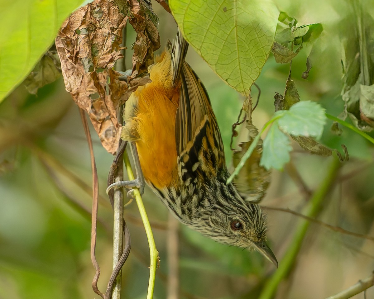 Santa Marta Antbird - ML625134057