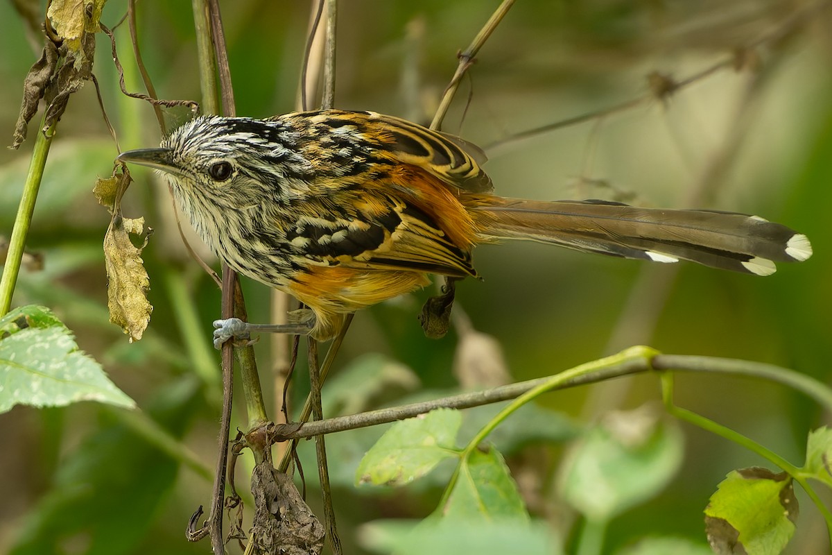 Santa Marta Antbird - ML625134061