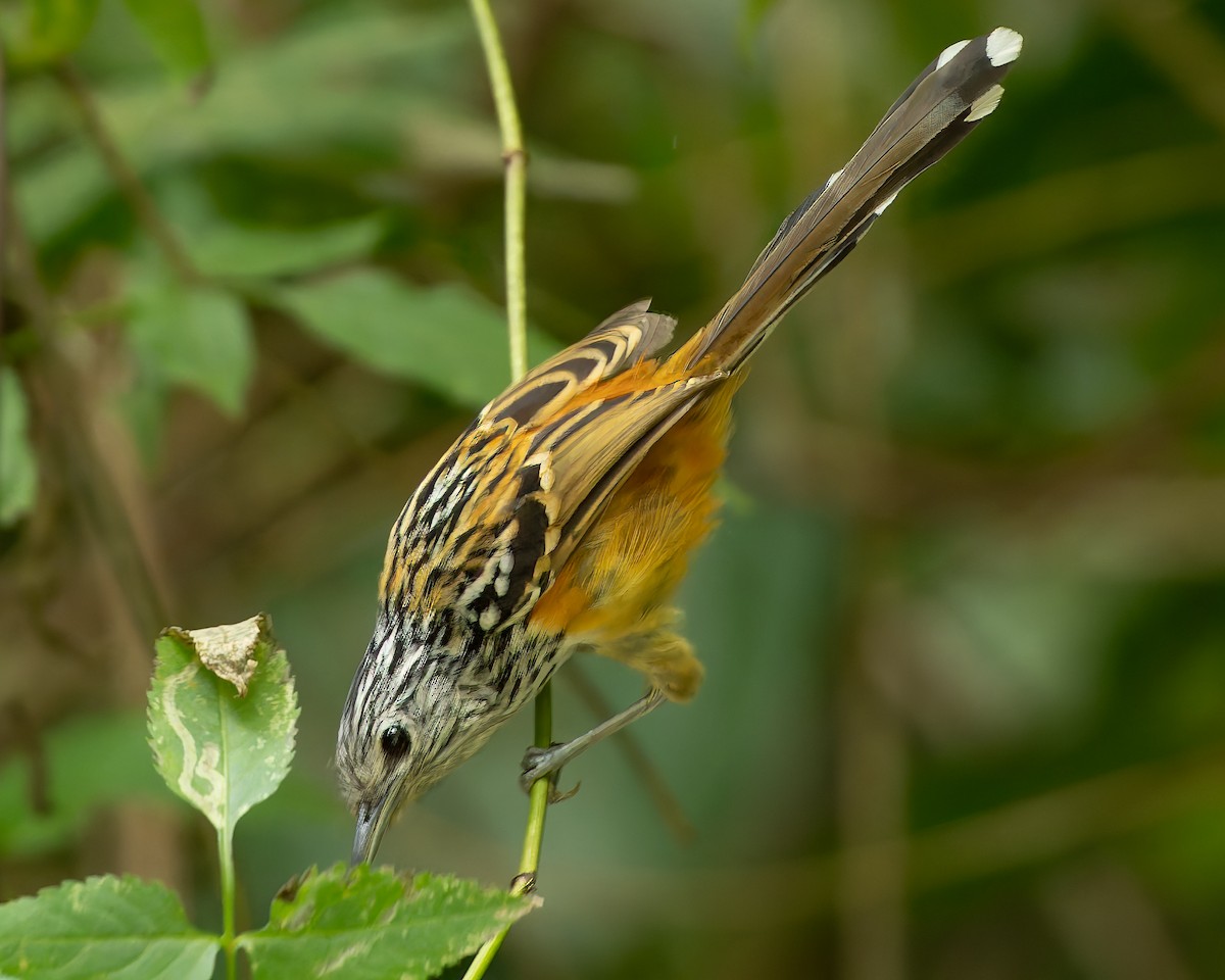 Santa Marta Antbird - ML625134062