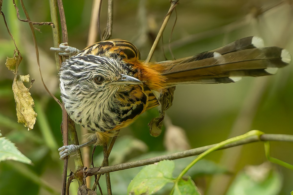 Santa Marta Antbird - ML625134063