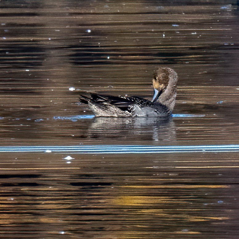 Northern Pintail - ML625134112