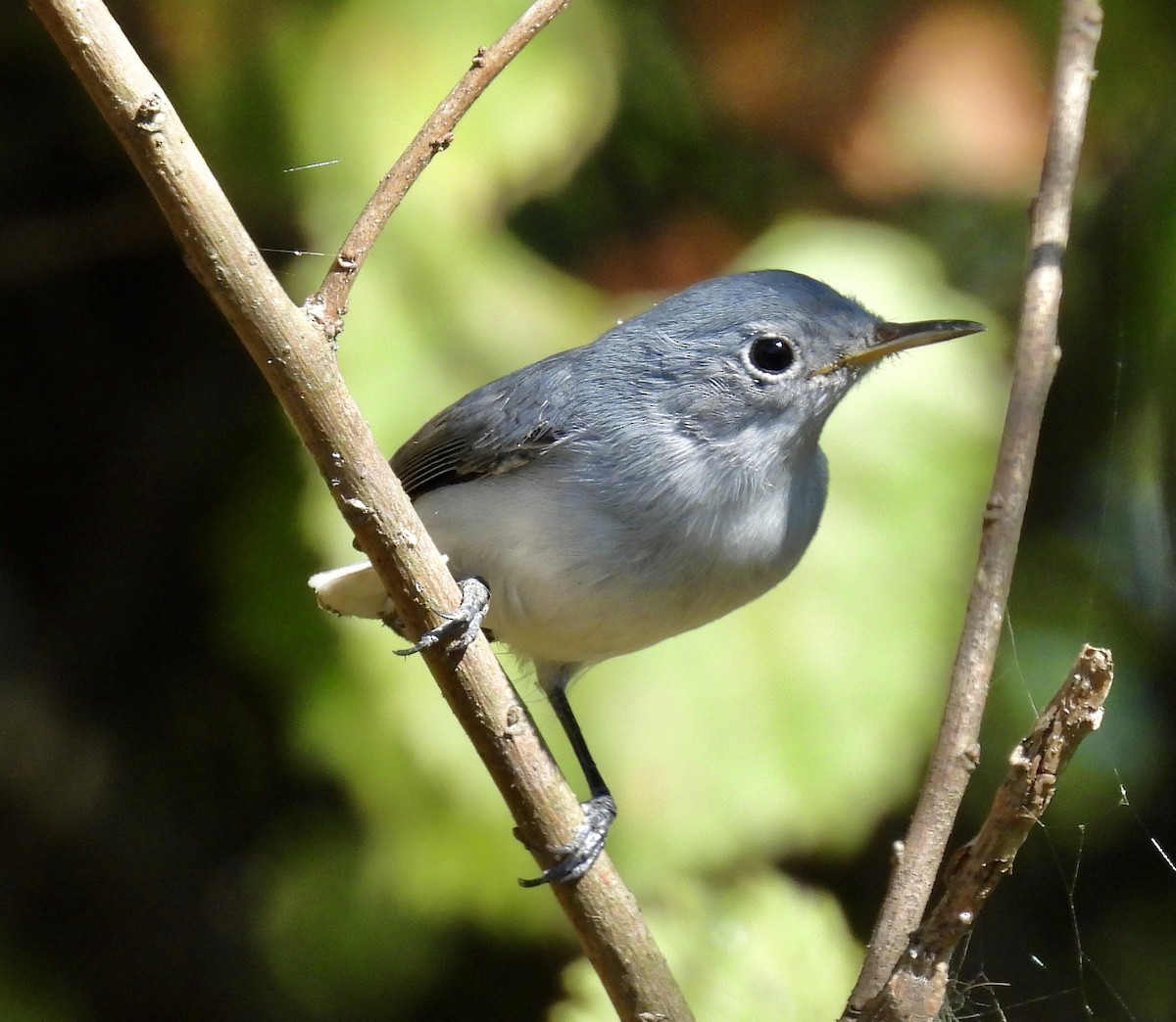 Blue-gray Gnatcatcher - ML625134402