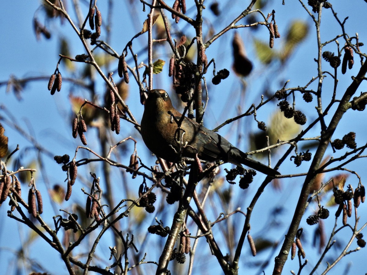 Rusty Blackbird - ML625134432