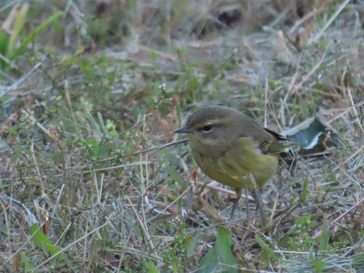 Palm Warbler (Yellow) - ML625134569