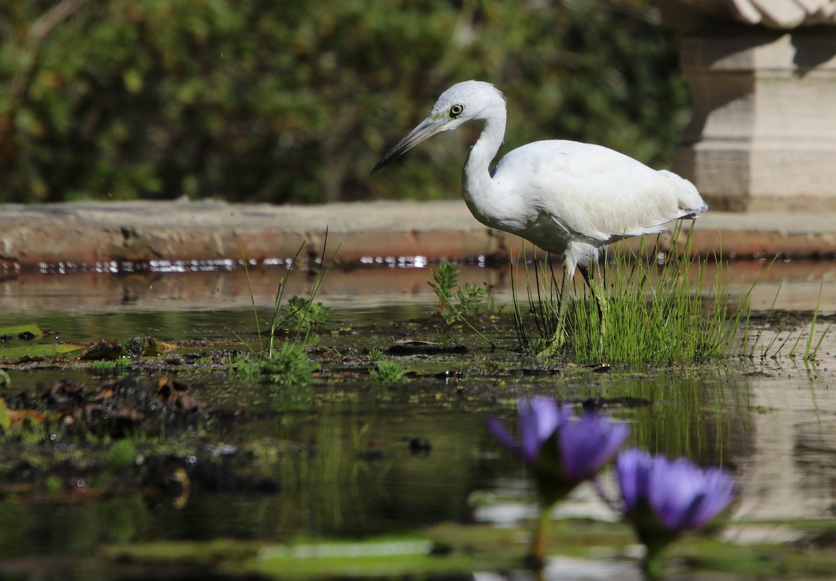 Little Blue Heron - ML625134576
