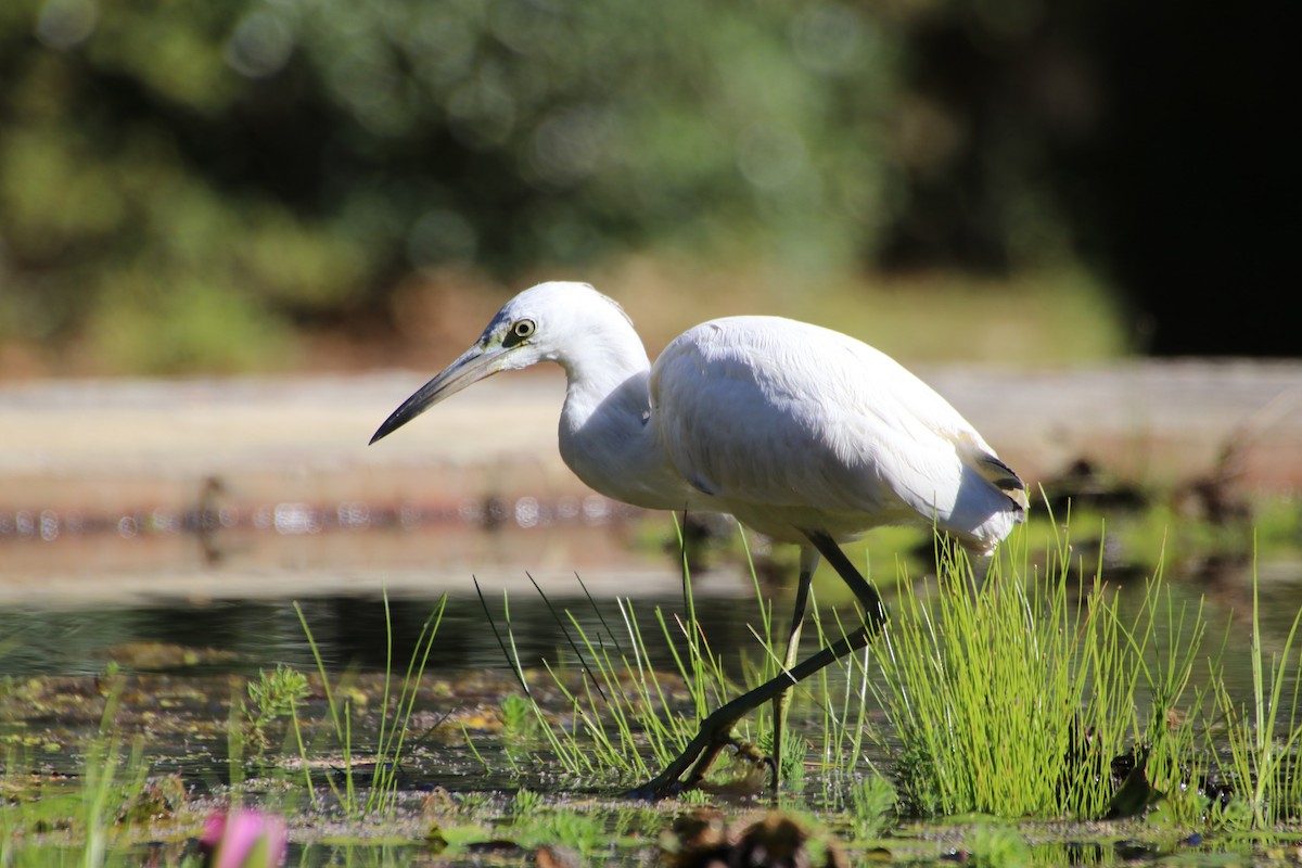 Little Blue Heron - ML625134577