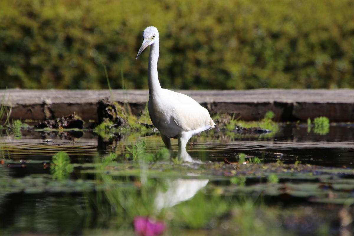 Little Blue Heron - ML625134578