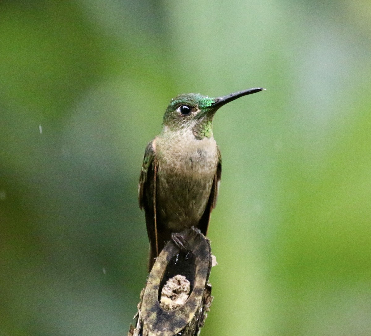 Fawn-breasted Brilliant - ML625134649