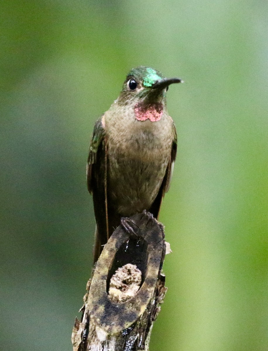 Fawn-breasted Brilliant - ML625134650