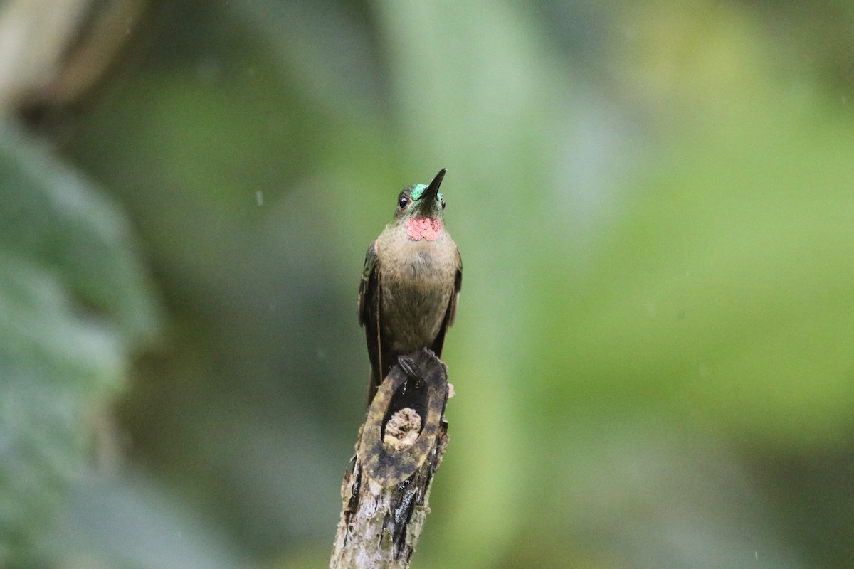 Fawn-breasted Brilliant - ML625134651