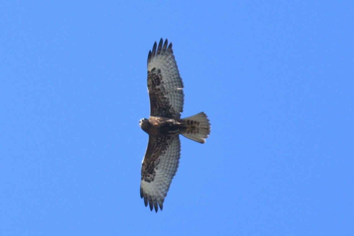 Red-tailed Hawk - Dominic Sherony