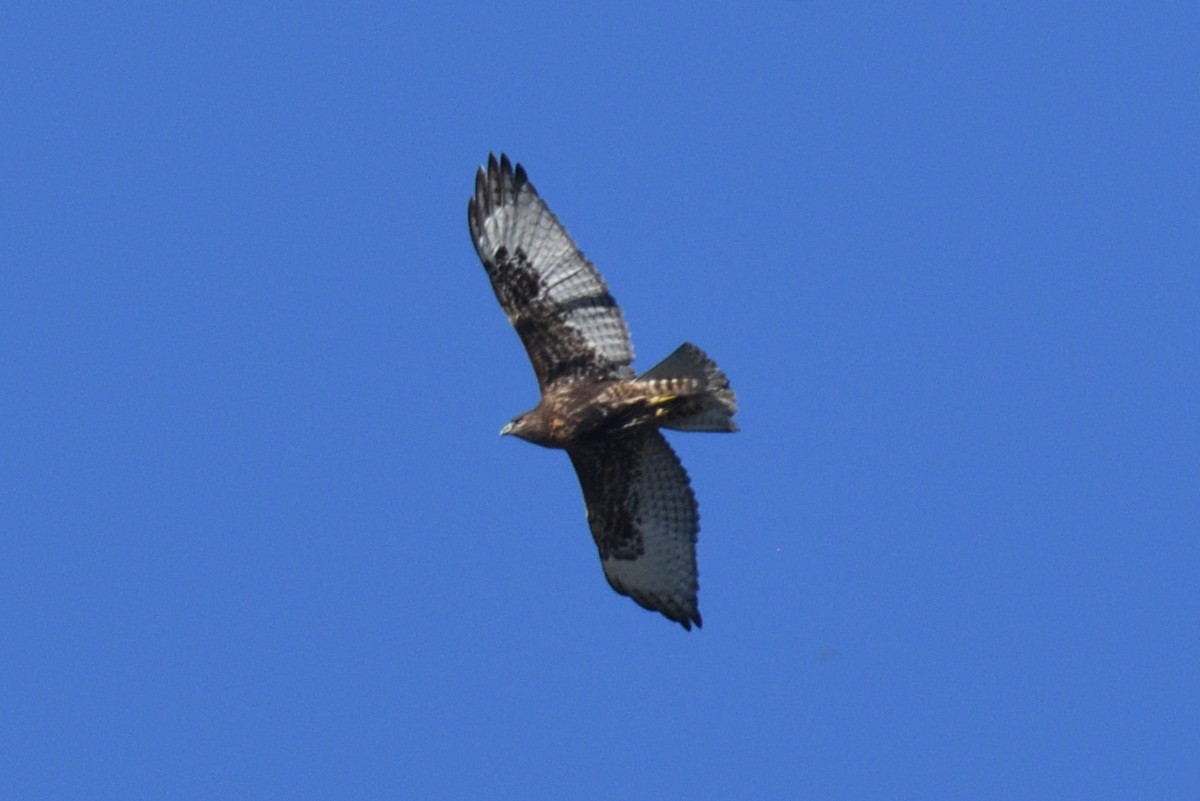 Red-tailed Hawk - ML625134720