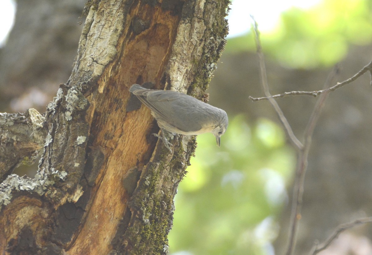 Algerian Nuthatch - ML625134918