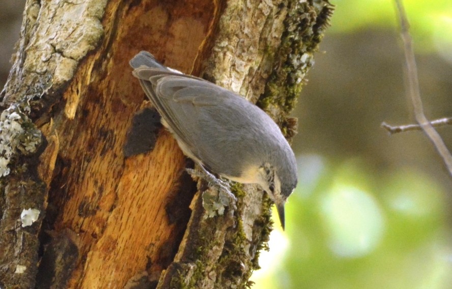 Algerian Nuthatch - ML625134930