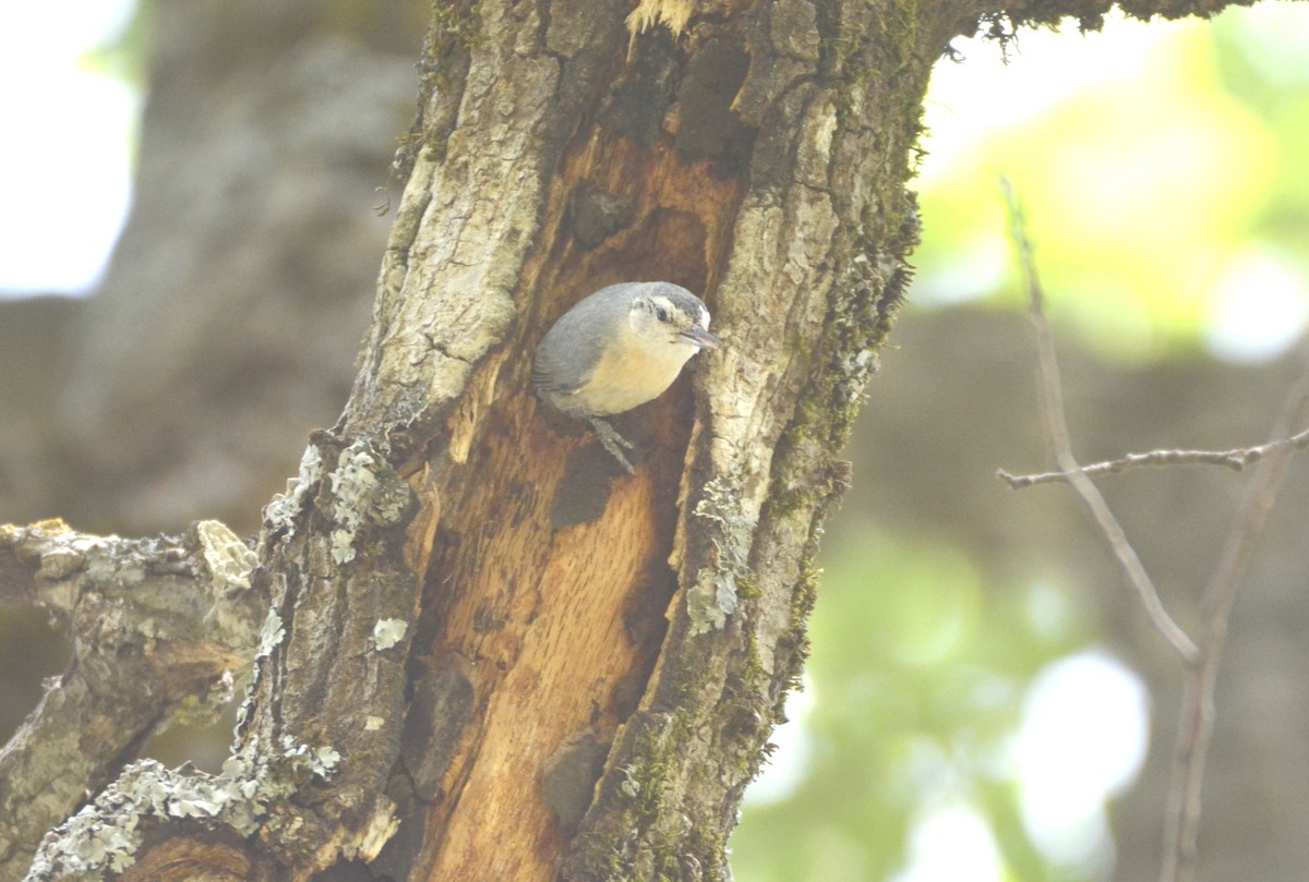 Algerian Nuthatch - ML625134945