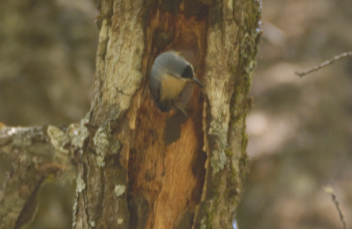 Algerian Nuthatch - ML625134956