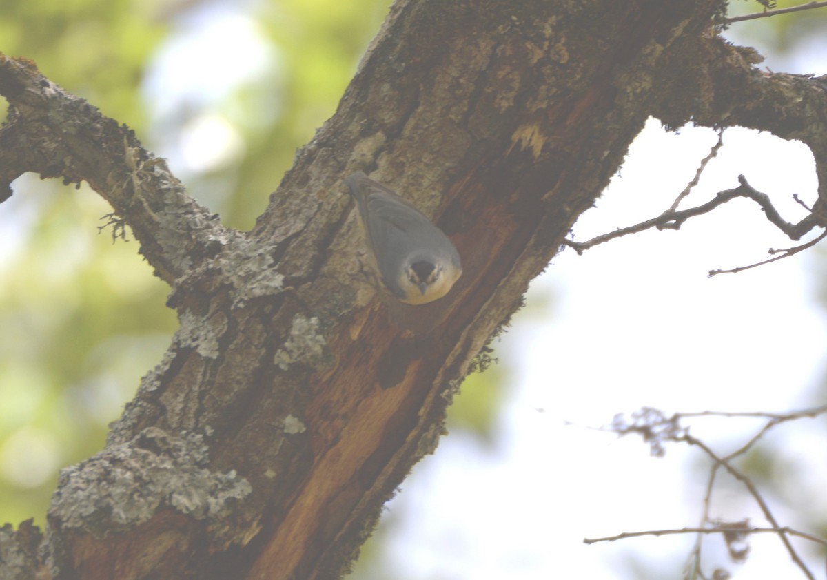 Algerian Nuthatch - ML625134973