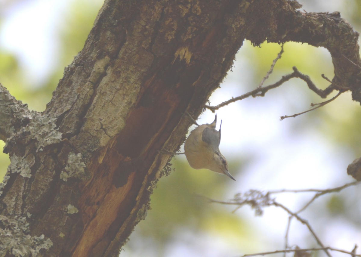 Algerian Nuthatch - ML625134987