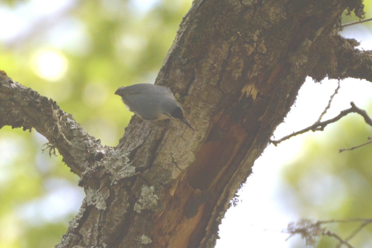 Algerian Nuthatch - ML625135001