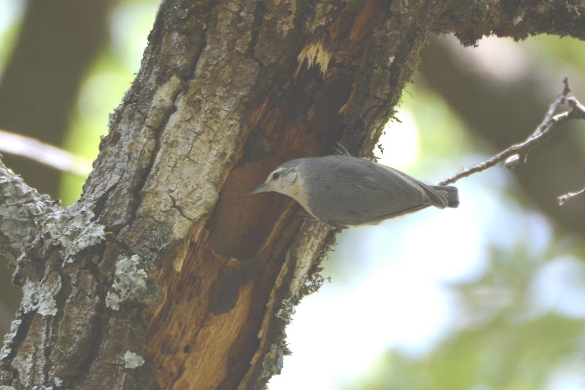 Algerian Nuthatch - Karim Haddad