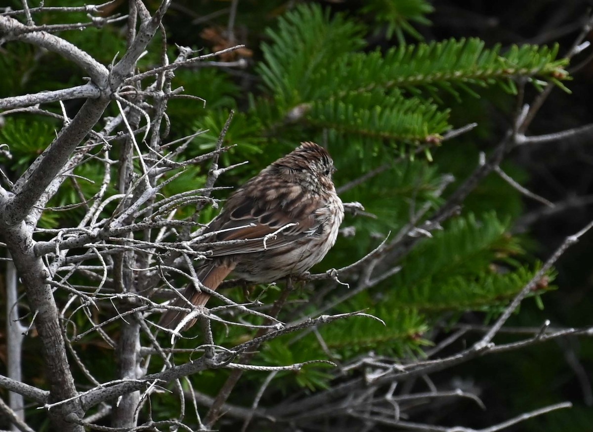 Song Sparrow - ML625135036