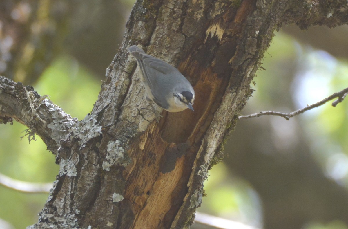 Algerian Nuthatch - ML625135045