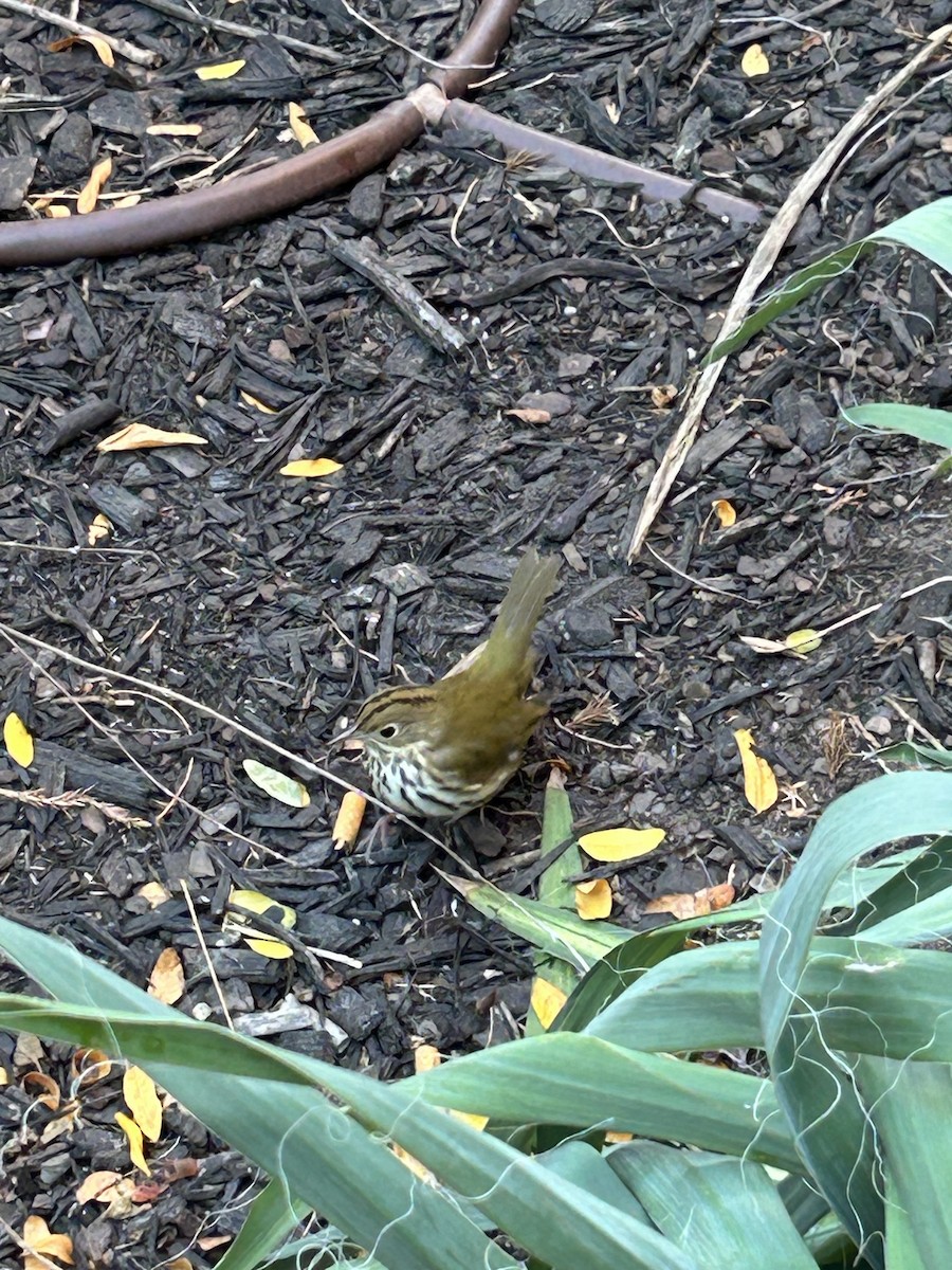 Ovenbird - ML625135059