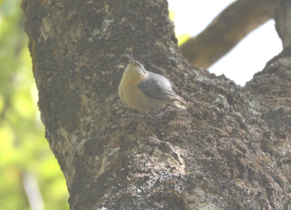 Algerian Nuthatch - ML625135081