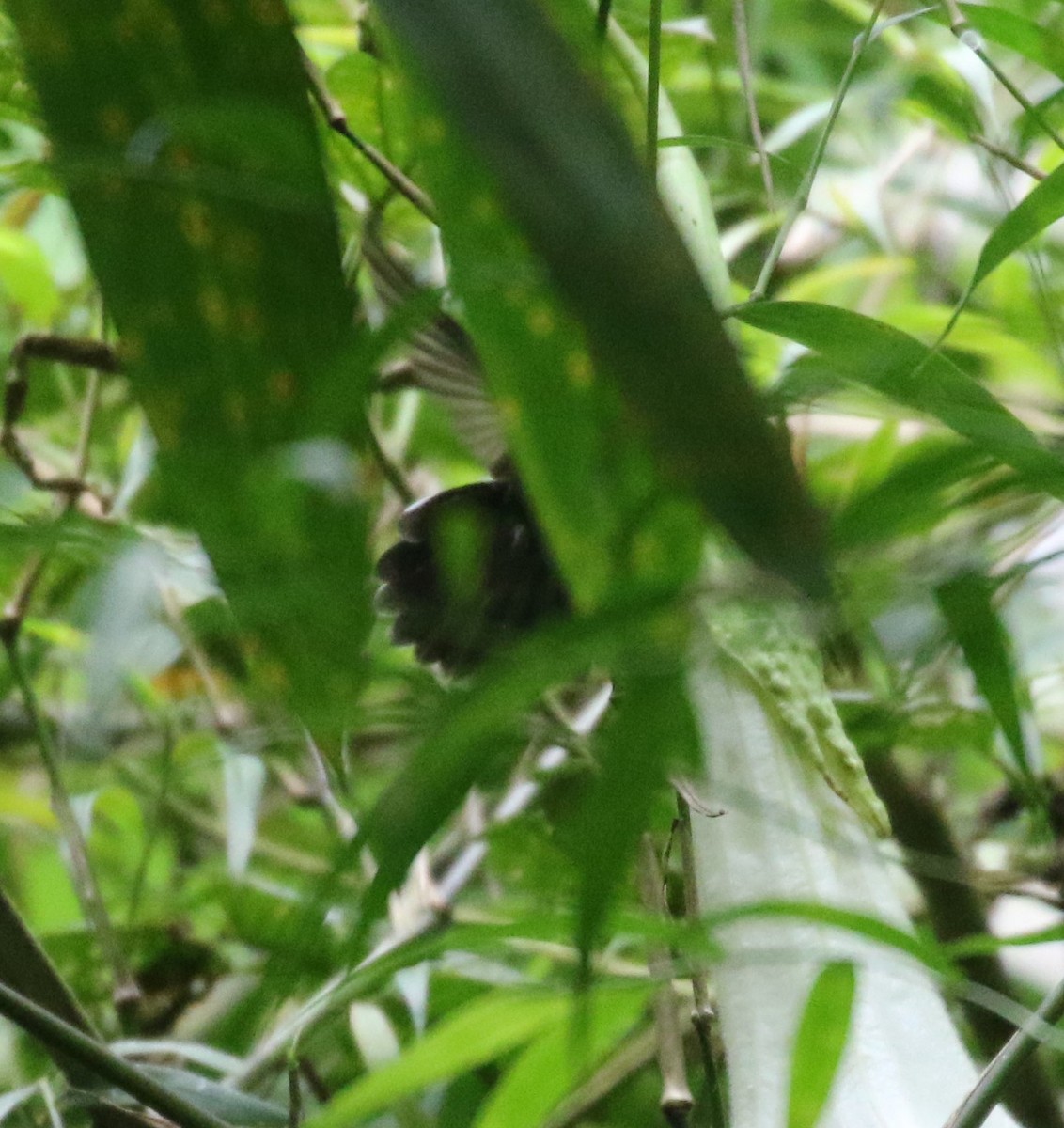 White-throated Daggerbill - ML625135211