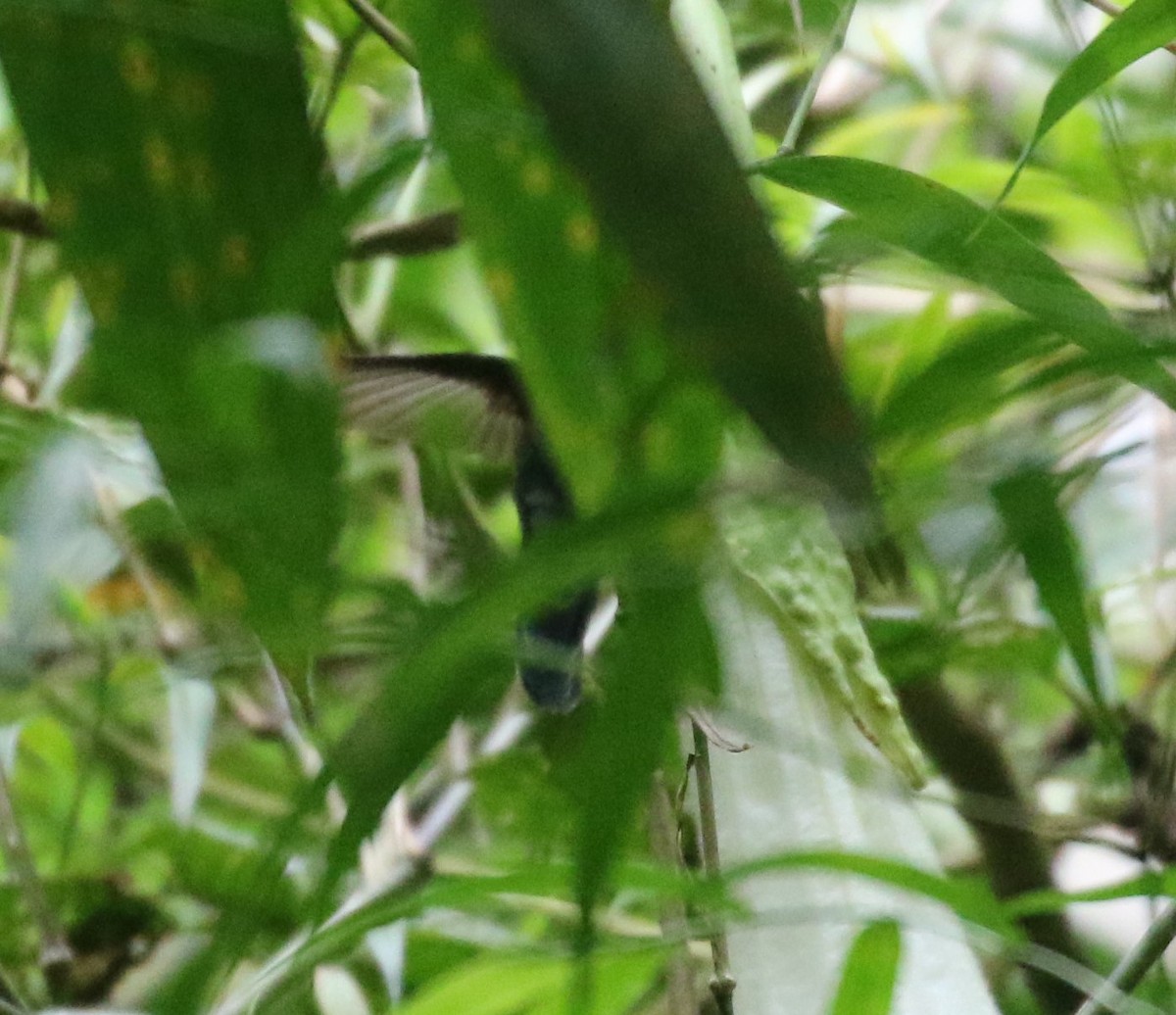 White-throated Daggerbill - ML625135219