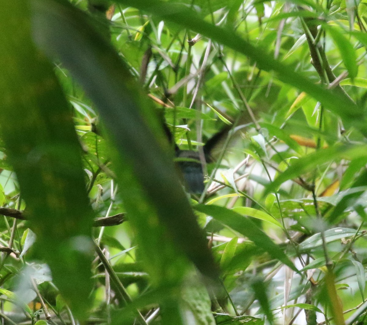 White-throated Daggerbill - ML625135227