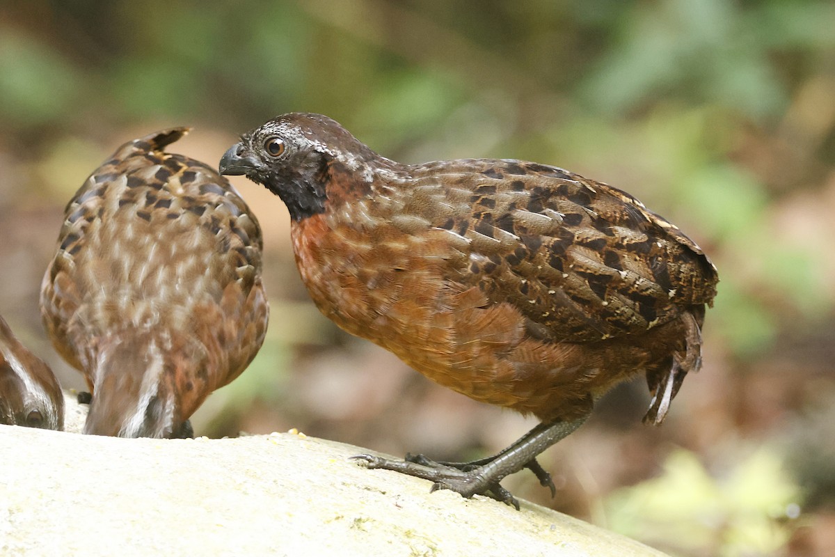 Rufous-breasted Wood-Quail - ML625135316