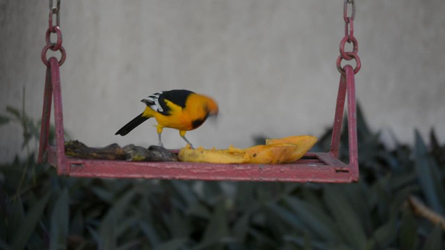 Altamira Oriole - ML625135331