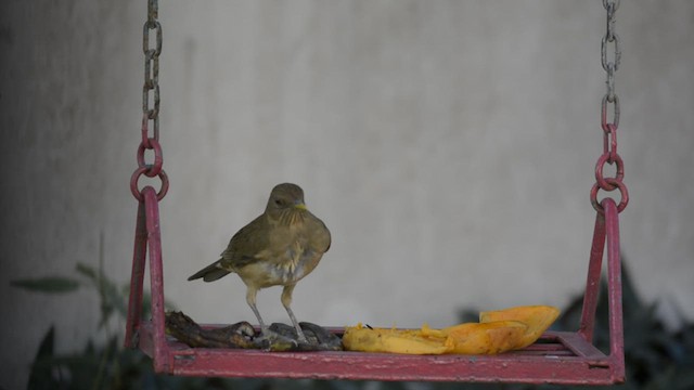 Clay-colored Thrush - ML625135348