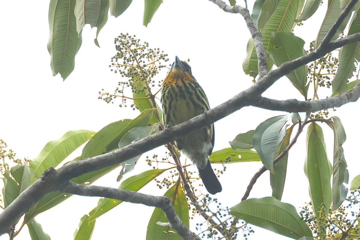 Gilded Barbet - ML625135380