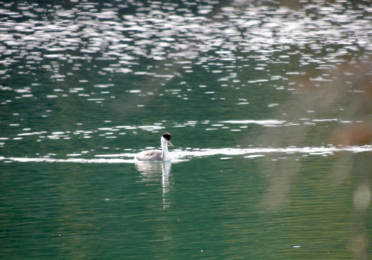 Western Grebe - ML625135383