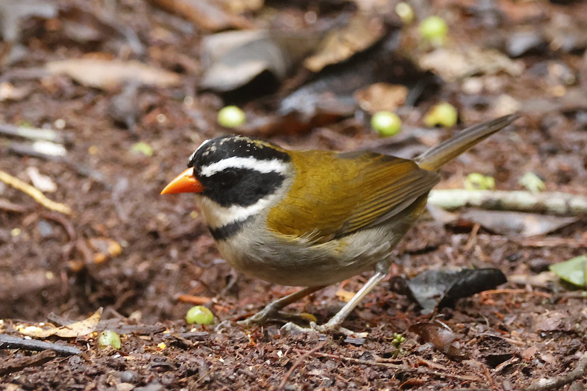 Orange-billed Sparrow - ML625135412