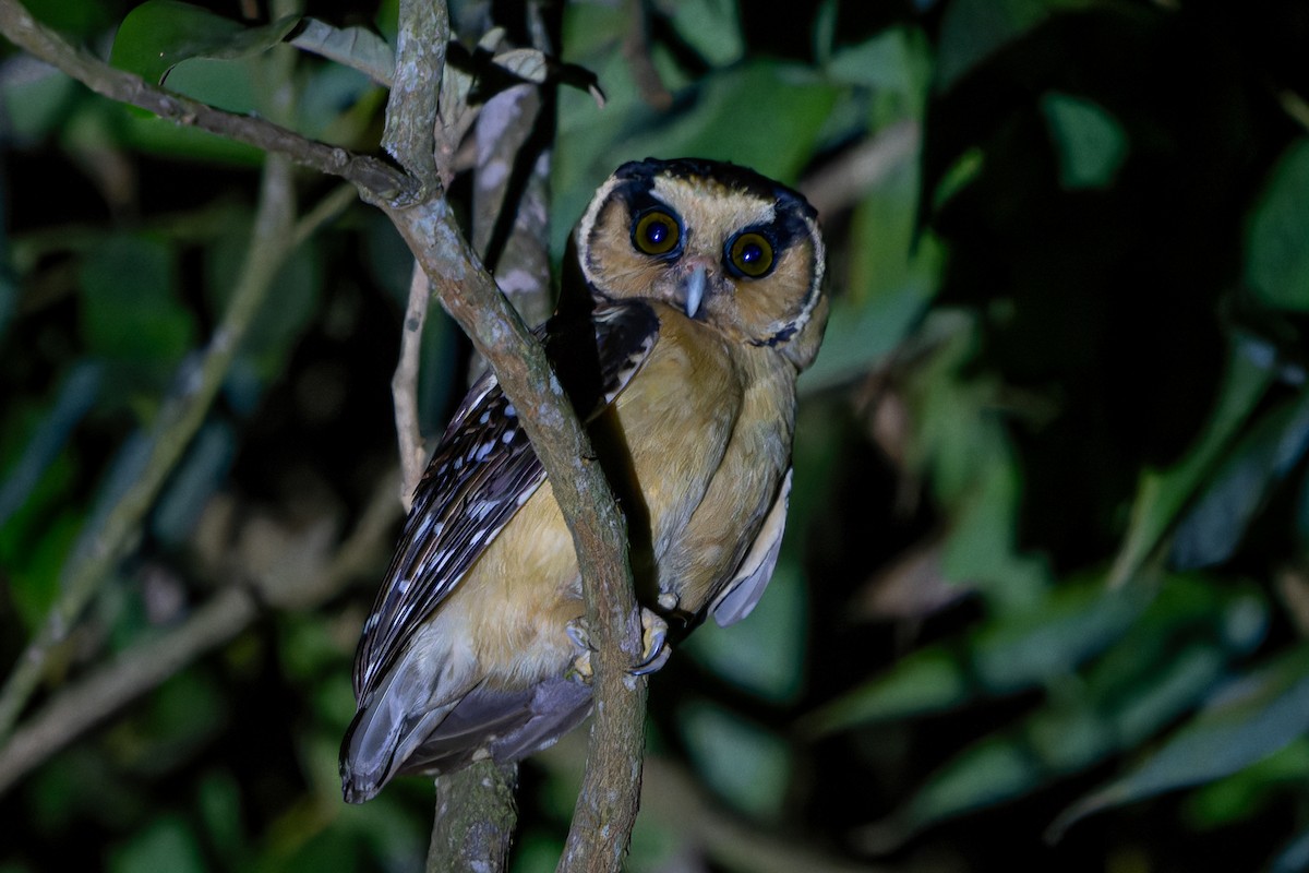 Buff-fronted Owl - ML625135462