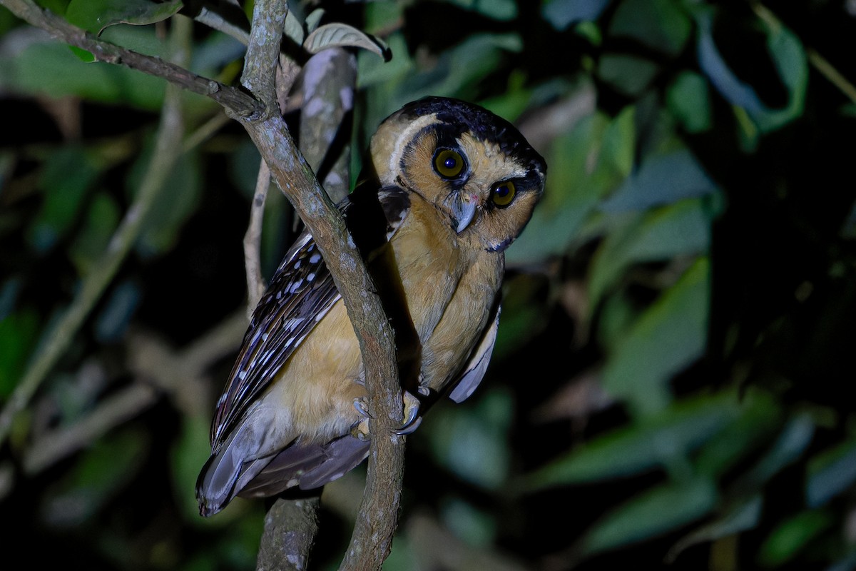 Buff-fronted Owl - ML625135463