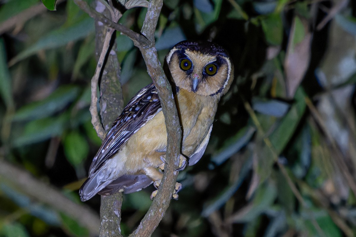 Buff-fronted Owl - ML625135465