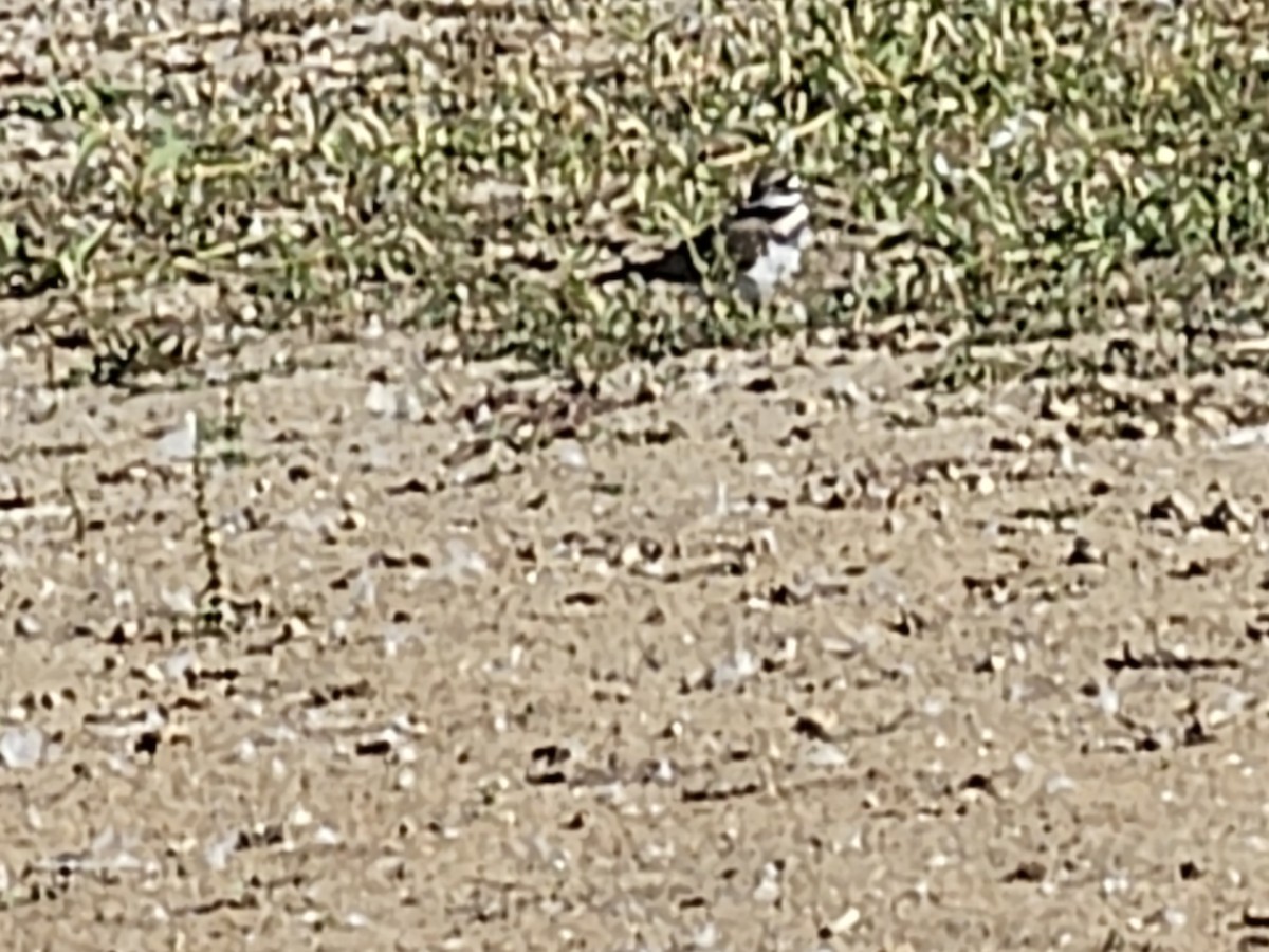 Killdeer - ML625135565