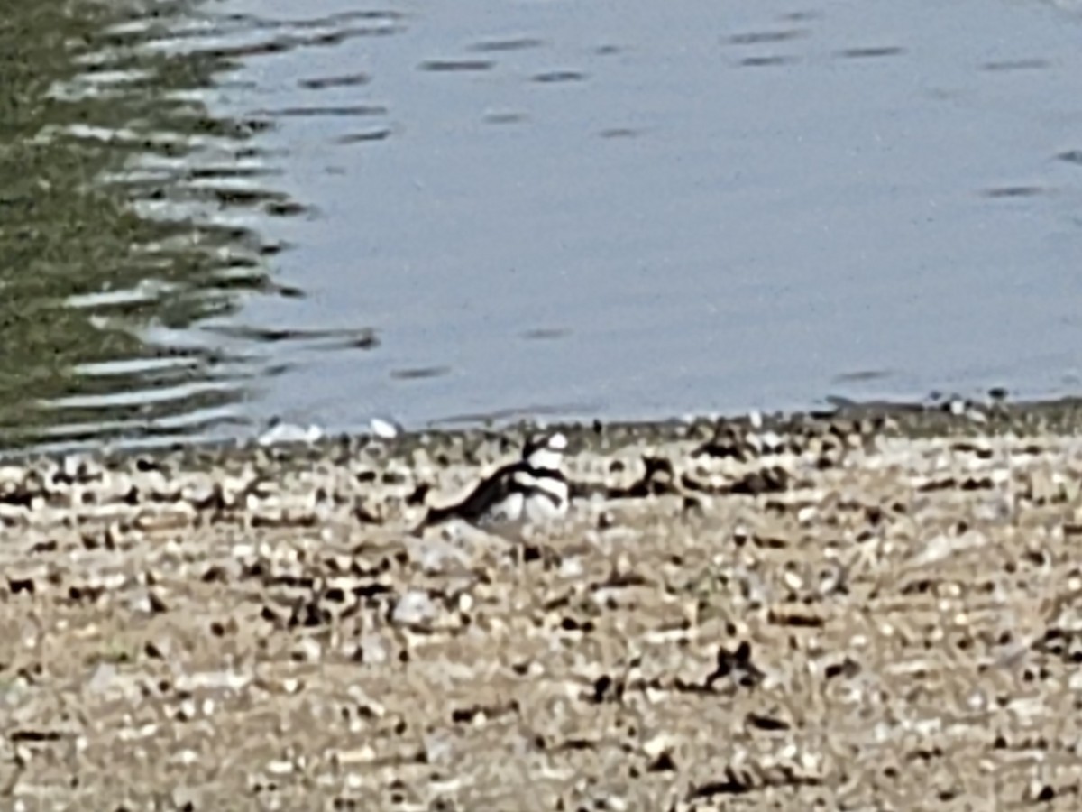 Killdeer - ML625135566