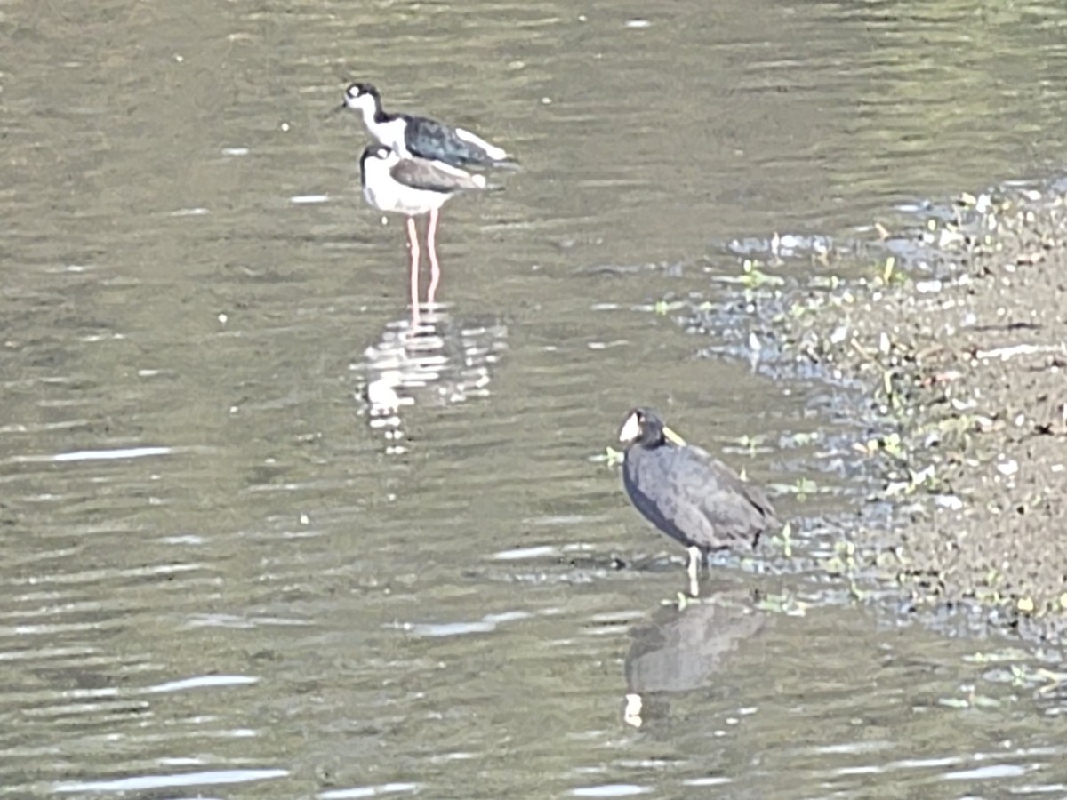 Black-necked Stilt - ML625135576