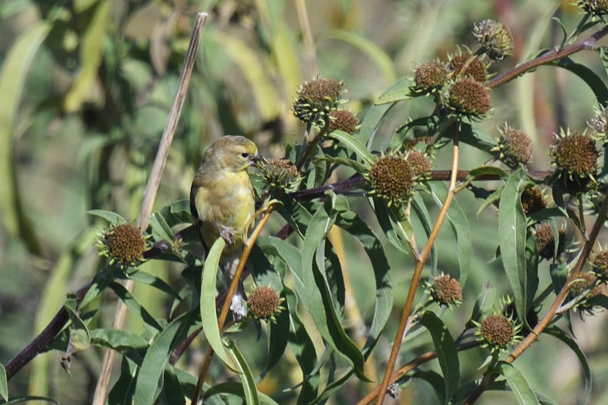 American Goldfinch - ML625135584