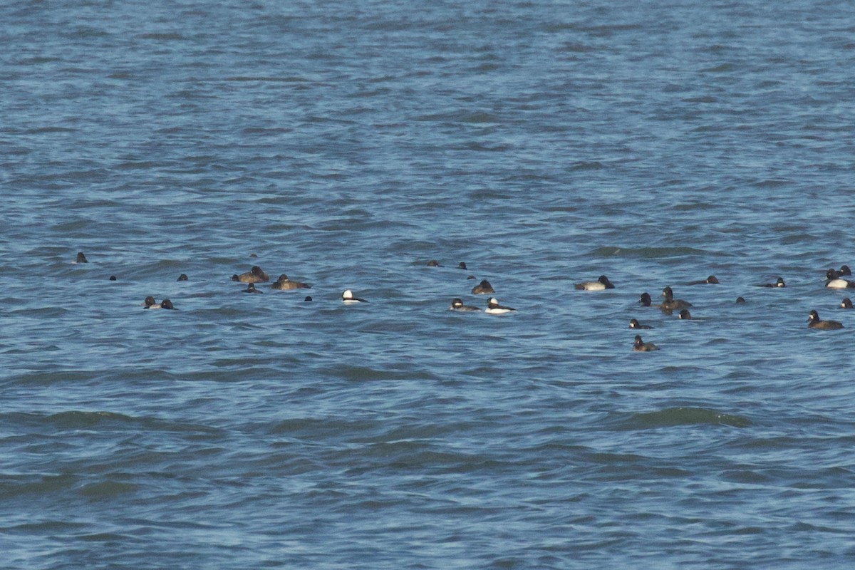 Bufflehead - ML625135943