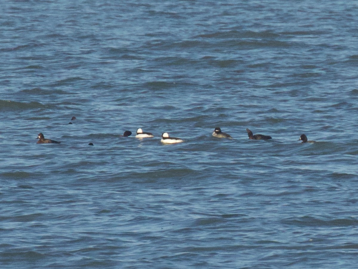 Bufflehead - ML625135944