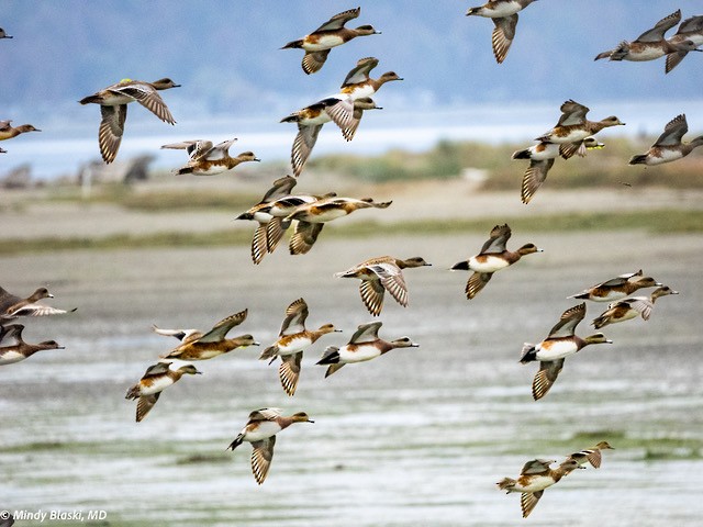 American Wigeon - ML625135975